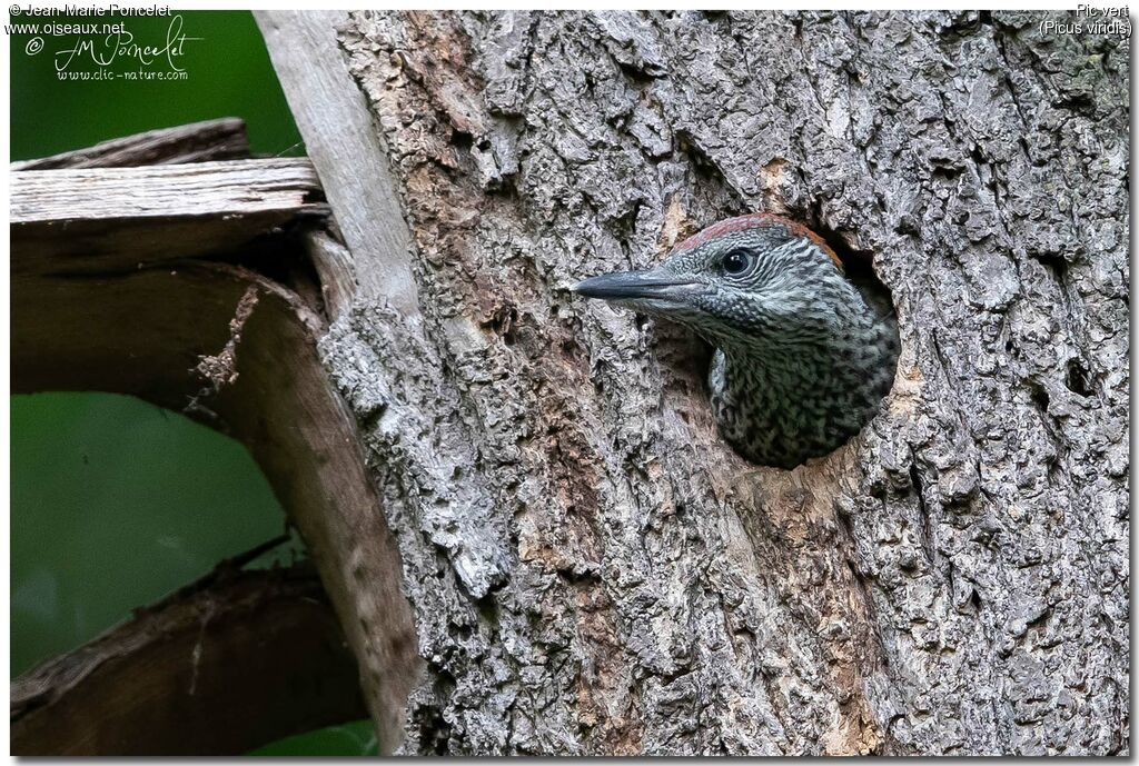 European Green Woodpecker