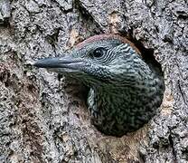 European Green Woodpecker