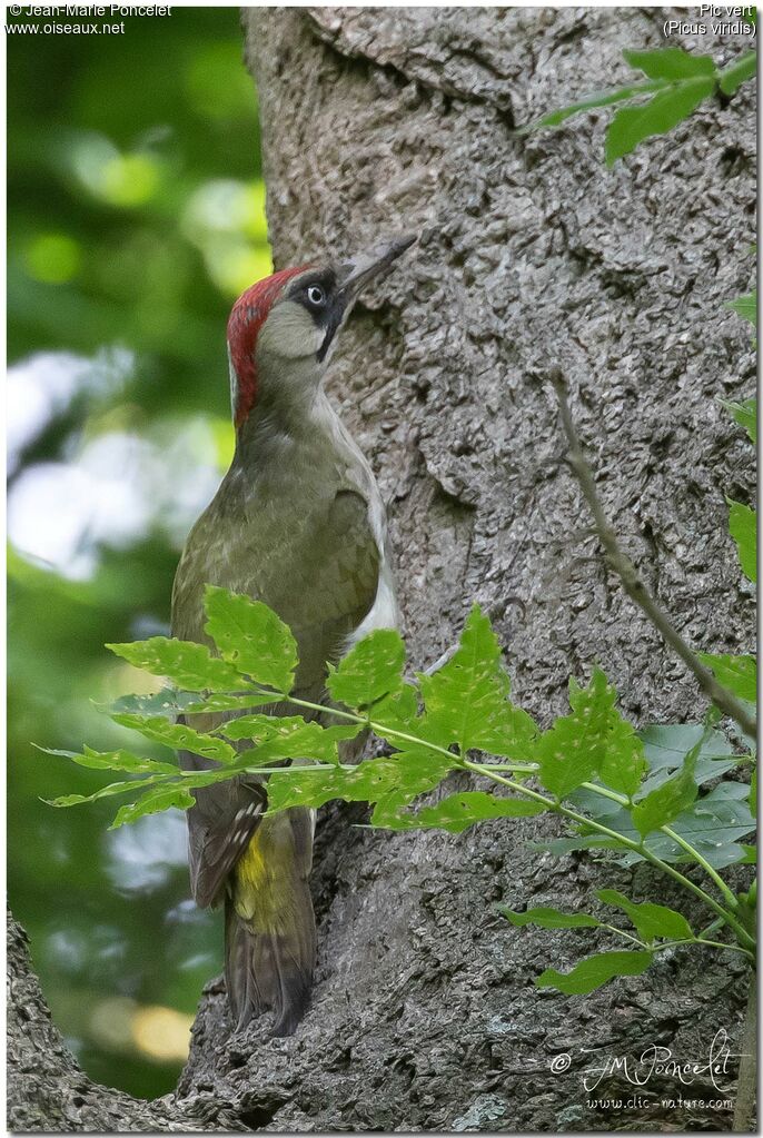 European Green Woodpecker