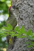 European Green Woodpecker