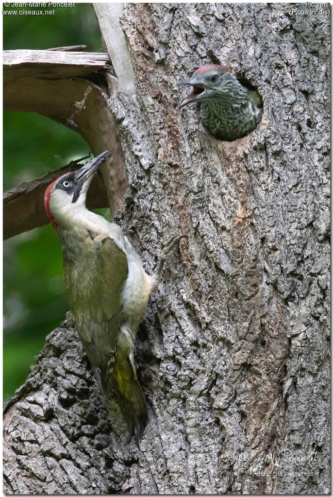 European Green Woodpecker