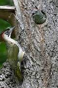 European Green Woodpecker