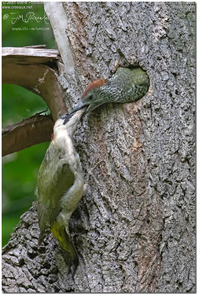 European Green Woodpecker