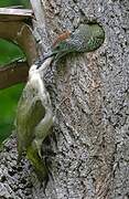 European Green Woodpecker