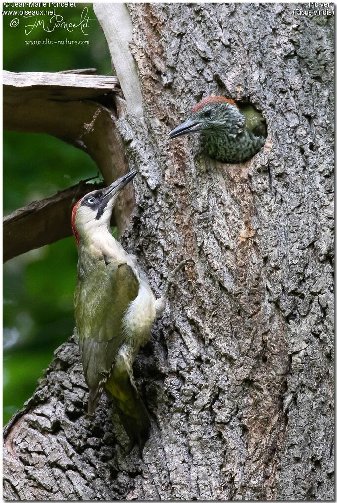 European Green Woodpecker