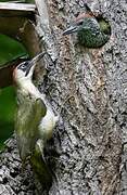 European Green Woodpecker