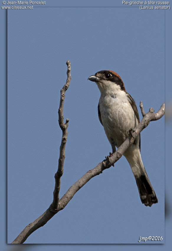 Woodchat Shrike