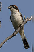 Woodchat Shrike