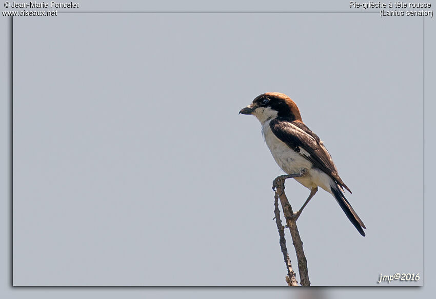 Woodchat Shrike