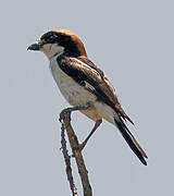 Woodchat Shrike