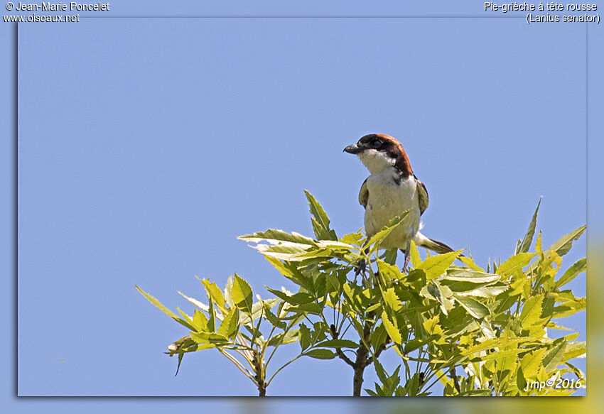 Woodchat Shrike