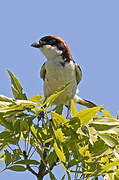 Woodchat Shrike