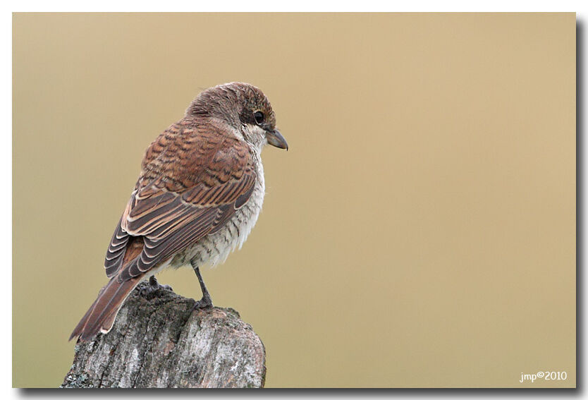 Red-backed Shrike