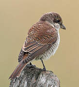 Red-backed Shrike