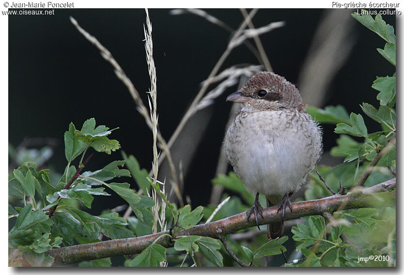 Red-backed Shrike