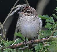 Red-backed Shrike