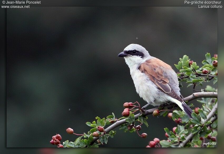 Red-backed Shrike male adult