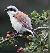 Red-backed Shrike