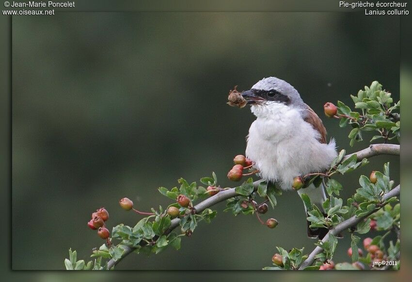 Red-backed Shrike