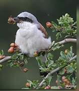 Red-backed Shrike