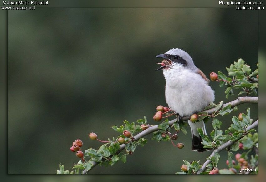 Red-backed Shrike