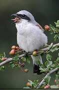 Red-backed Shrike