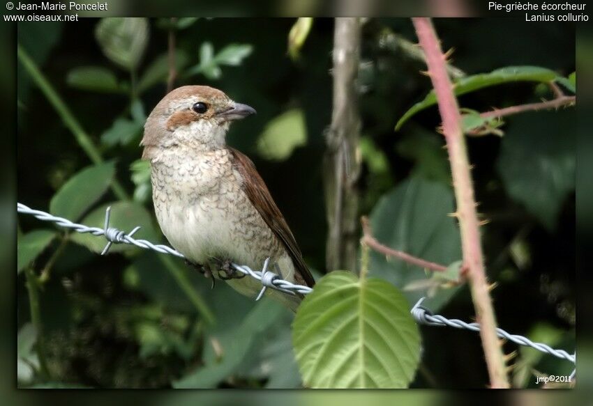 Red-backed Shrike