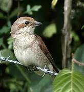 Red-backed Shrike