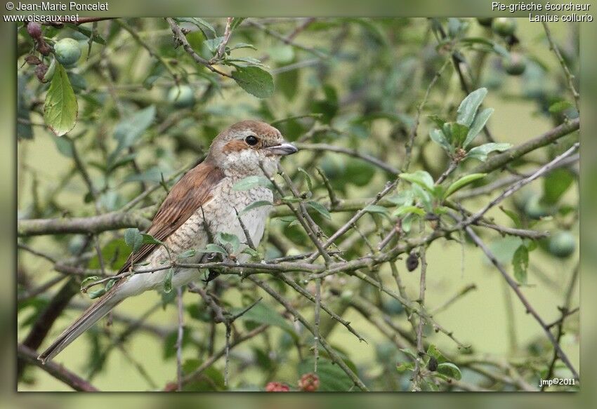 Red-backed Shrike