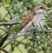 Red-backed Shrike