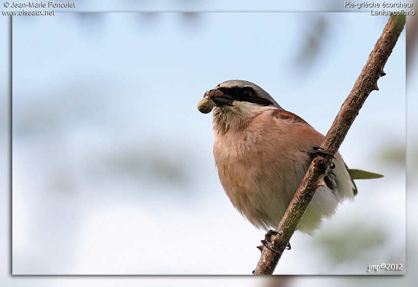 Red-backed Shrike