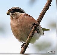 Red-backed Shrike