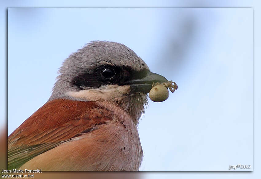 Red-backed Shrike male adult, feeding habits