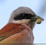 Red-backed Shrike