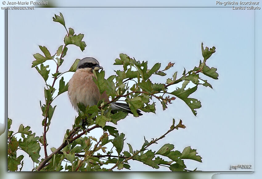 Red-backed Shrike