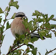 Red-backed Shrike