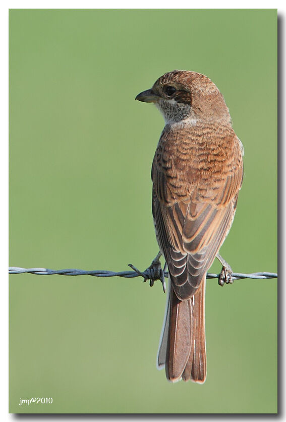 Red-backed Shrike