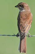 Red-backed Shrike