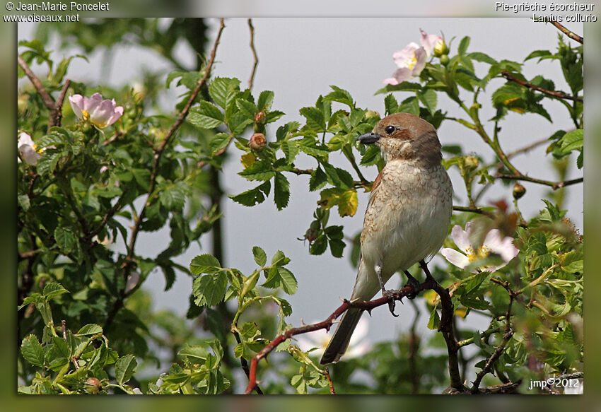 Red-backed Shrike