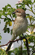 Red-backed Shrike