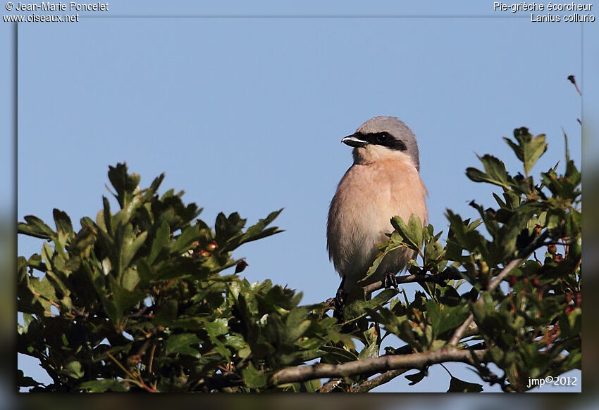 Red-backed Shrike