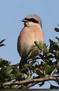 Red-backed Shrike