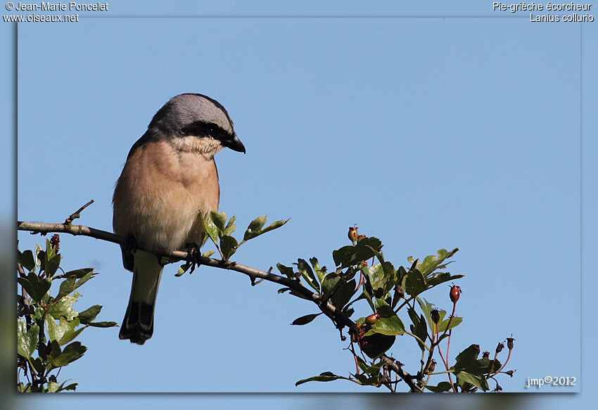 Red-backed Shrike