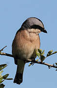 Red-backed Shrike