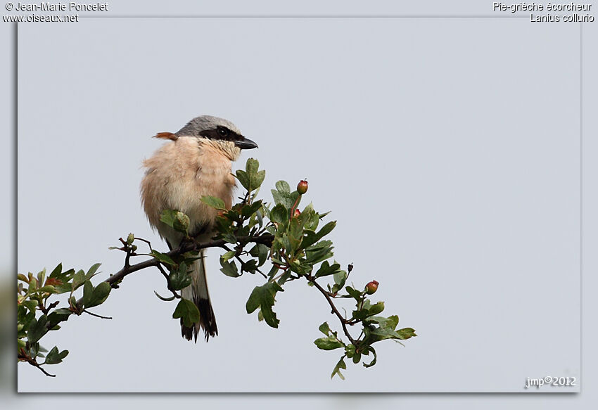 Red-backed Shrike