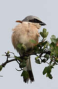 Red-backed Shrike