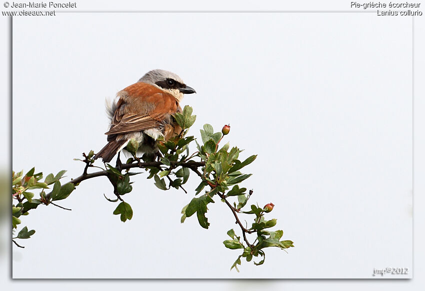 Red-backed Shrike