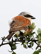 Red-backed Shrike