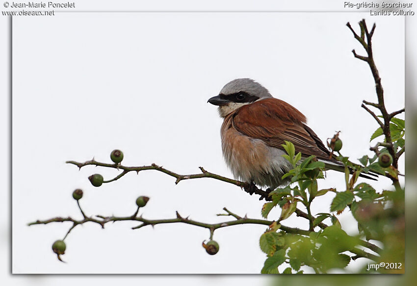 Red-backed Shrike