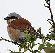 Red-backed Shrike